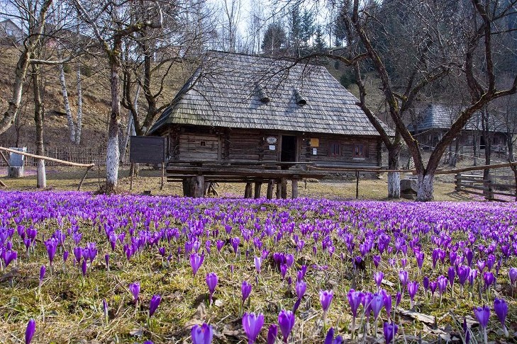 Де на Закарпатті варять туристів, капустяний рай та село мільйонерів - фото 9