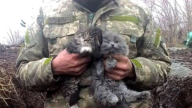 Душевні фото. Коти-укропи на війні (ФОТО) - фото 10