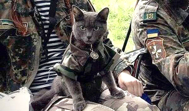 Душевні фото. Коти-укропи на війні (ФОТО) - фото 3