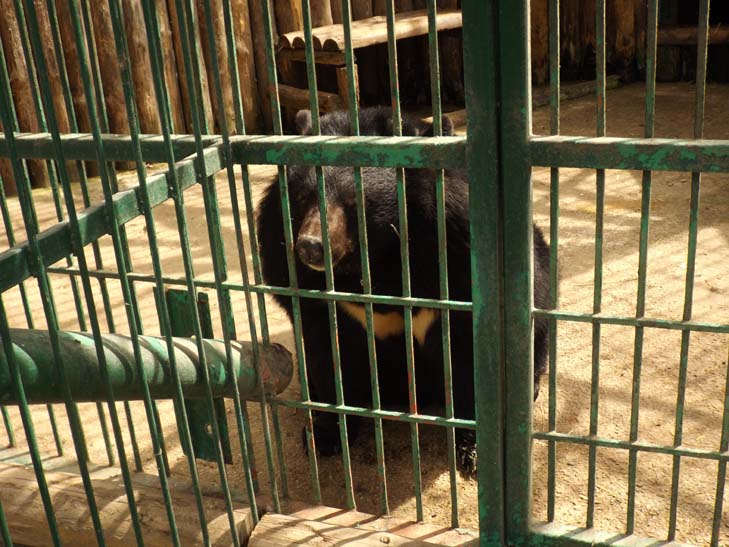 Тваринний світ бердянського зоопарку поповнили тигр, ведмеді та мавпеня - фото 10