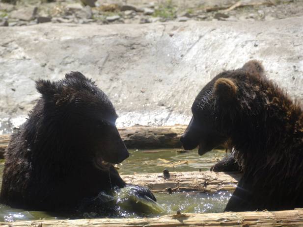 Від спеки ведмедів на Закарпатті рятує басейн та "морозиво" - фото 4