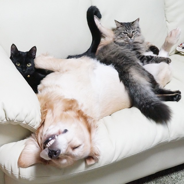 Японський пес підкорив мережу дружбою з котами (ФОТО) - фото 4