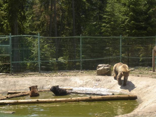 Від спеки ведмедів на Закарпатті рятує басейн та "морозиво" - фото 1