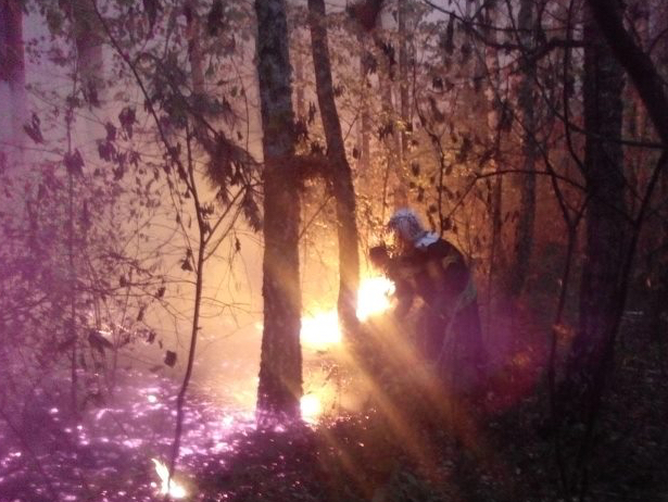На Ізяславщині горить 50 гектарів лісу - фото 2