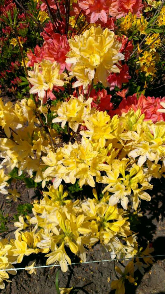 У столичному ботанічному саду повним ходом цвіте бузок (ФОТОРЕПОРТАЖ) - фото 4