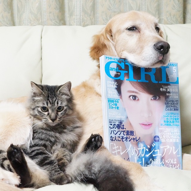 Японський пес підкорив мережу дружбою з котами (ФОТО) - фото 3