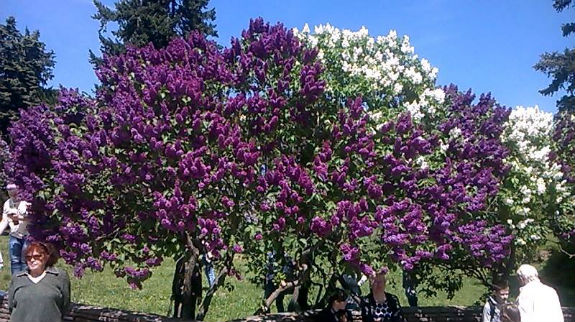 У столичному ботанічному саду повним ходом цвіте бузок (ФОТОРЕПОРТАЖ) - фото 6