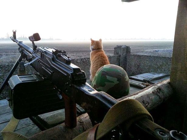 Душевні фото. Коти-укропи на війні (ФОТО) - фото 7