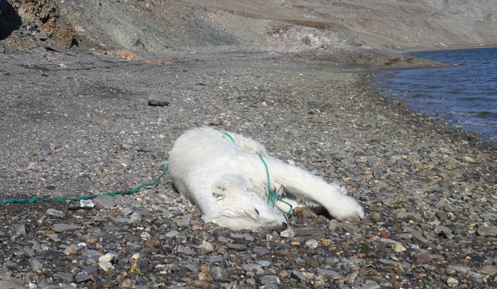 Російський вчений вбив білу ведмедицю на Шпіцбергені - фото 1