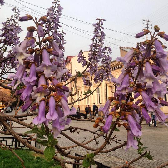 В Ужгороді зацвіло найстаріше в країні Адамове дерево (ФОТОФАКТ) - фото 1