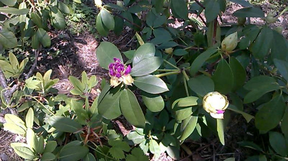 У столичному ботанічному саду повним ходом цвіте бузок (ФОТОРЕПОРТАЖ) - фото 5