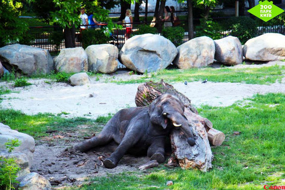 У столичному зоопарку на дітей чекає свято творчості "ЩосьСлон" - фото 1