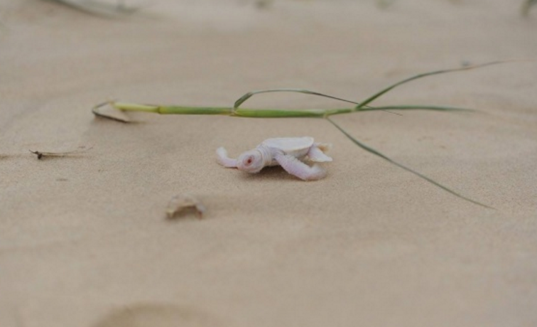 В Австралії волонтери знайшли крихітну черепашку-альбіноса  - фото 1