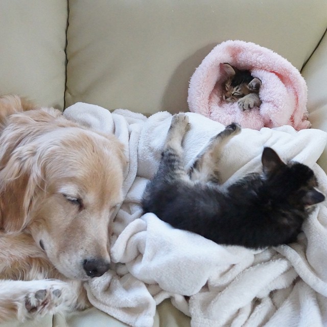 Японський пес підкорив мережу дружбою з котами (ФОТО) - фото 1