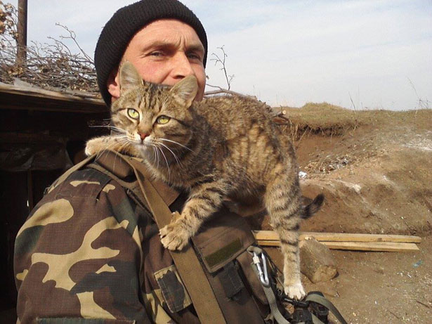 Душевні фото. Коти-укропи на війні (ФОТО) - фото 1