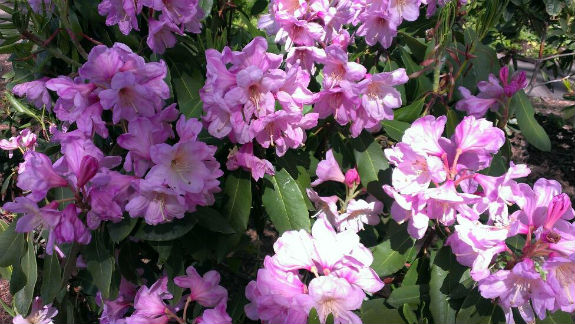 У столичному ботанічному саду повним ходом цвіте бузок (ФОТОРЕПОРТАЖ) - фото 2