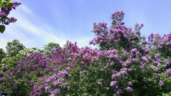 У столичному ботанічному саду повним ходом цвіте бузок (ФОТОРЕПОРТАЖ) - фото 11