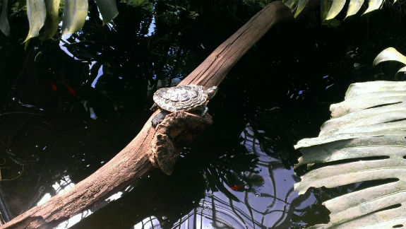 Столичний ботсад "кишить" крокодилами та отруйними жабами (ФОТО) - фото 2