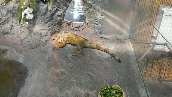 Столичний ботсад "кишить" крокодилами та отруйними жабами (ФОТО) - фото 4