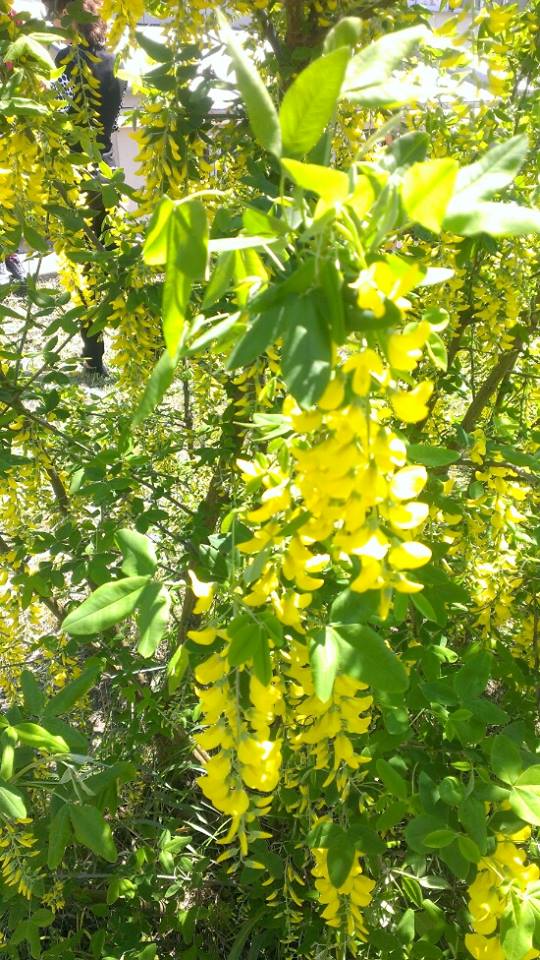 У столичному ботанічному саду повним ходом цвіте бузок (ФОТОРЕПОРТАЖ) - фото 1