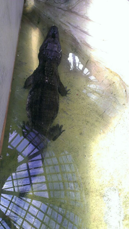 Столичний ботсад "кишить" крокодилами та отруйними жабами (ФОТО) - фото 1