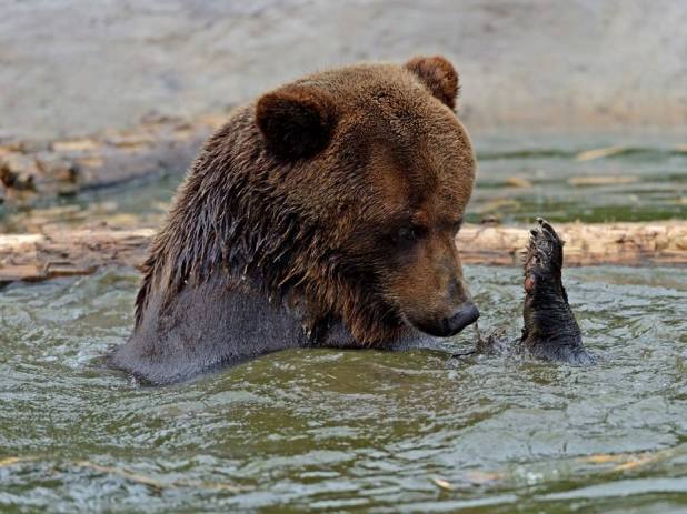 Від спеки ведмедів на Закарпатті рятує басейн та "морозиво" - фото 2