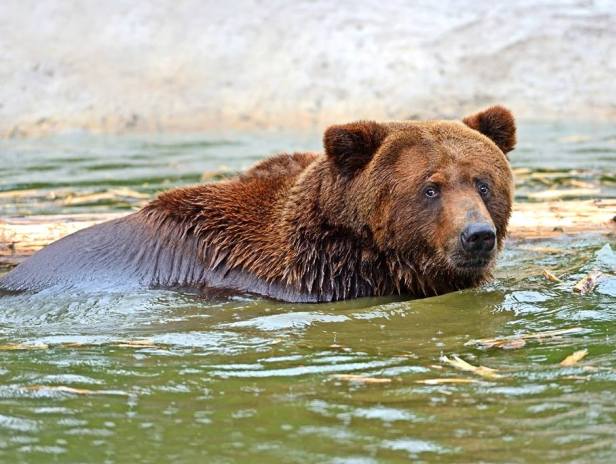 Від спеки ведмедів на Закарпатті рятує басейн та "морозиво" - фото 3