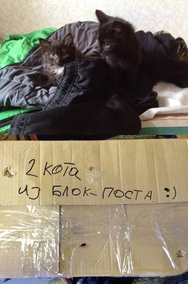 До Міжнародного дня котів: Як мурчики рятують Україну - фото 8