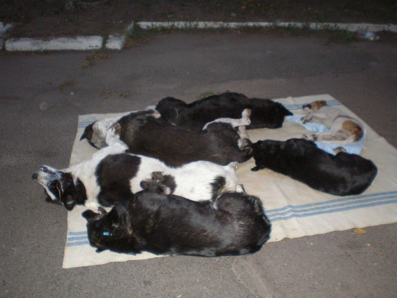 У Пущі-Водиці догхантери отруїли собак  - фото 1