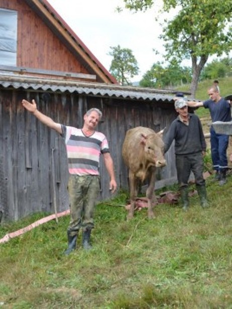 На Закарпатті рятувальники витягували корову з колодязя  - фото 2