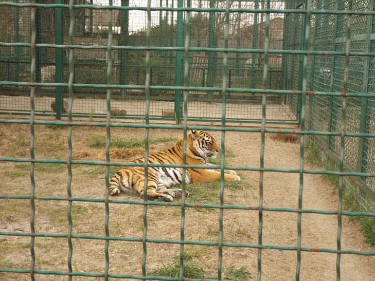 Тваринний світ бердянського зоопарку поповнили тигр, ведмеді та мавпеня - фото 11