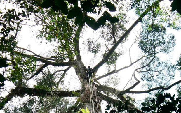 Британські дослідники знайшли найвище тропічне дерево - фото 1