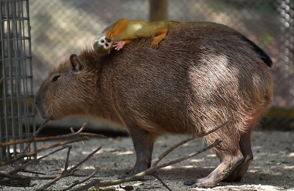 A ORIGEM DO TERMO CAPIVARA  Капибара, Котята, Забавные зверюшки