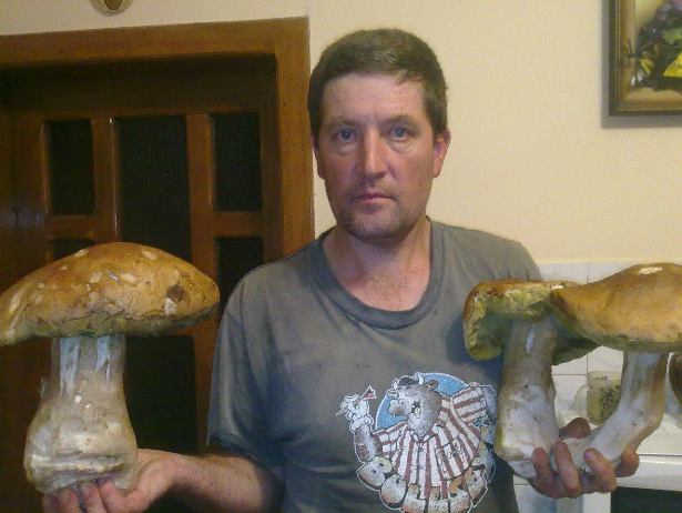 У Карпатах ростуть гриби-велетні - фото 6