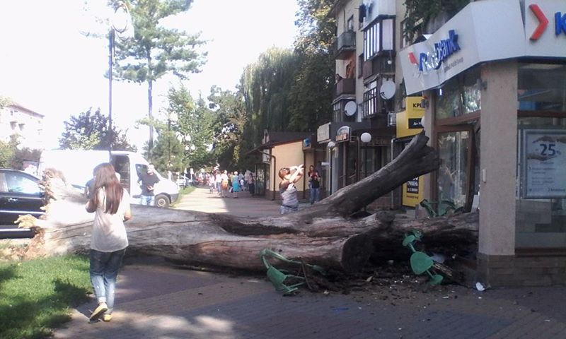 В Ужгороді на проспекті Свободи дерево вирвало з корінням - фото 1