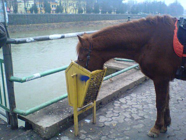 В Ужгороді кінь працює сміттєзбирачем - фото 1