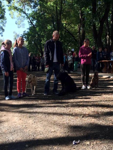 В Ужгороді відбувся конкурс краси собак - фото 1