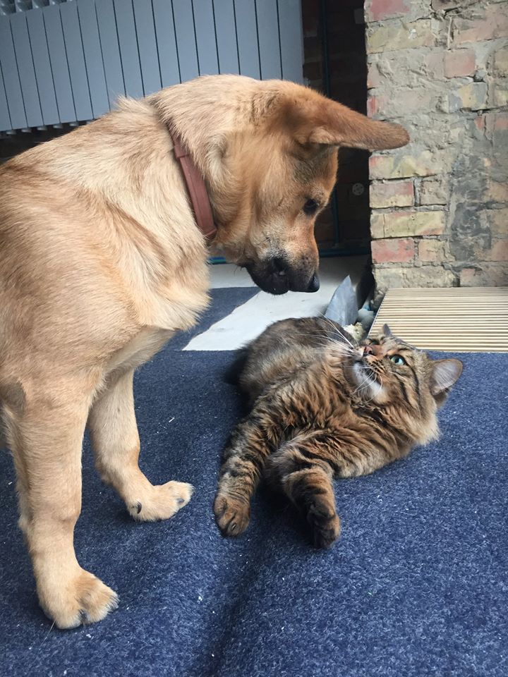 Руслана показала, як її пес воює з котом через студію - фото 1
