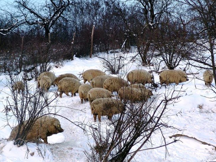 На Закарпатті є унікальні ферми "овечих свиней" - фото 4