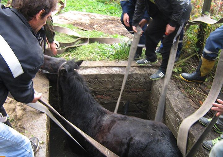У Городоцькому районі кінь впав в каналізаційний люк - фото 1