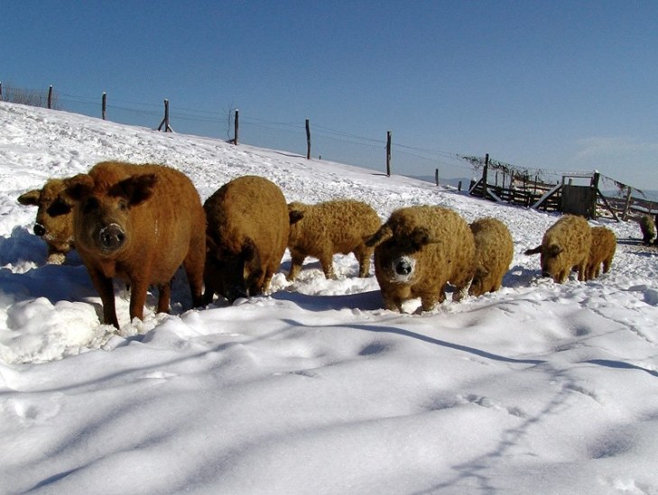 На Закарпатті є унікальні ферми "овечих свиней" - фото 3