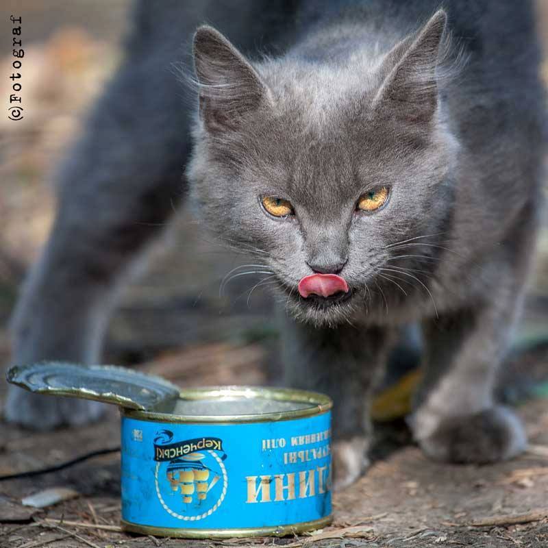 До Міжнародного дня котів: Як мурчики рятують Україну - фото 7