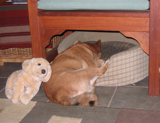 Нестандартний підхід: Як чудернацько собаки бачать комфортний сон - фото 9