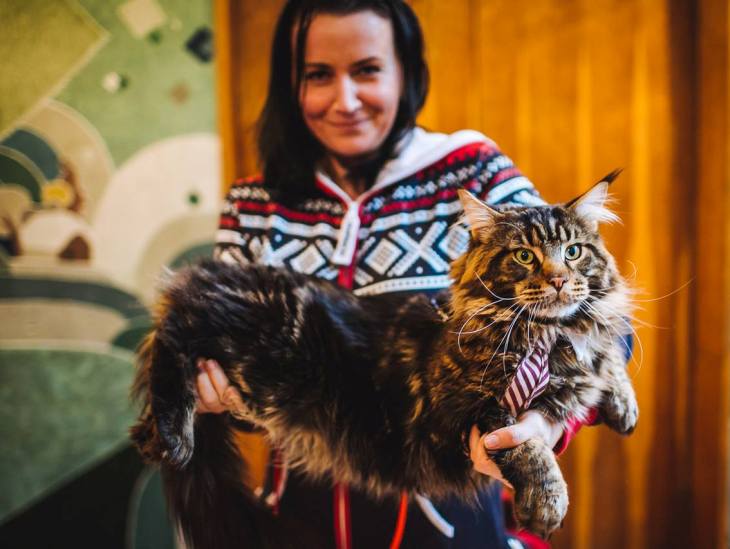 Як в Ужгороді "Корова" на котячому конкурсі краси перемогла - фото 6