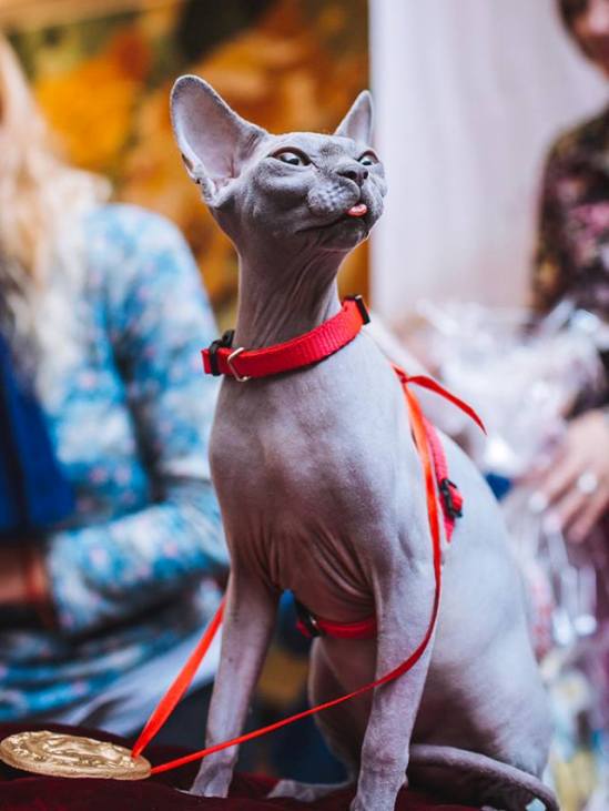 Як в Ужгороді "Корова" на котячому конкурсі краси перемогла - фото 2