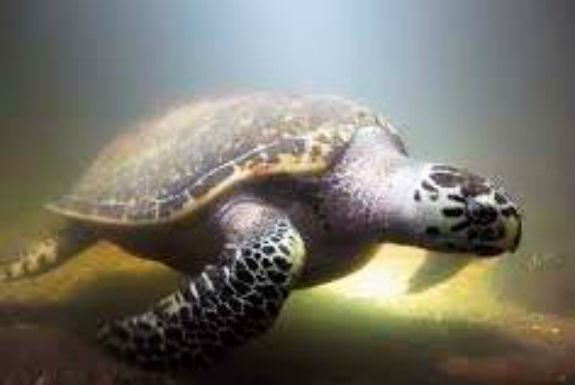 У Київському зоопарку померла черепаха Бісса  - фото 1