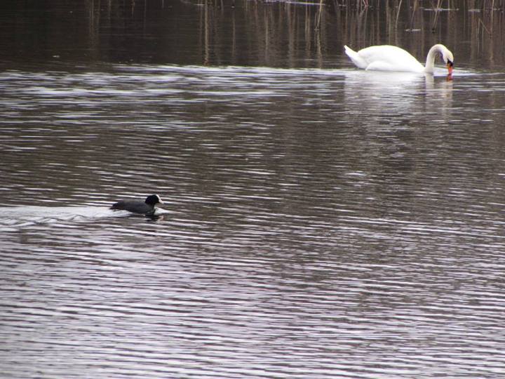 На озерах поблизу Мукачева оселилось кількадесят лебедів - фото 5