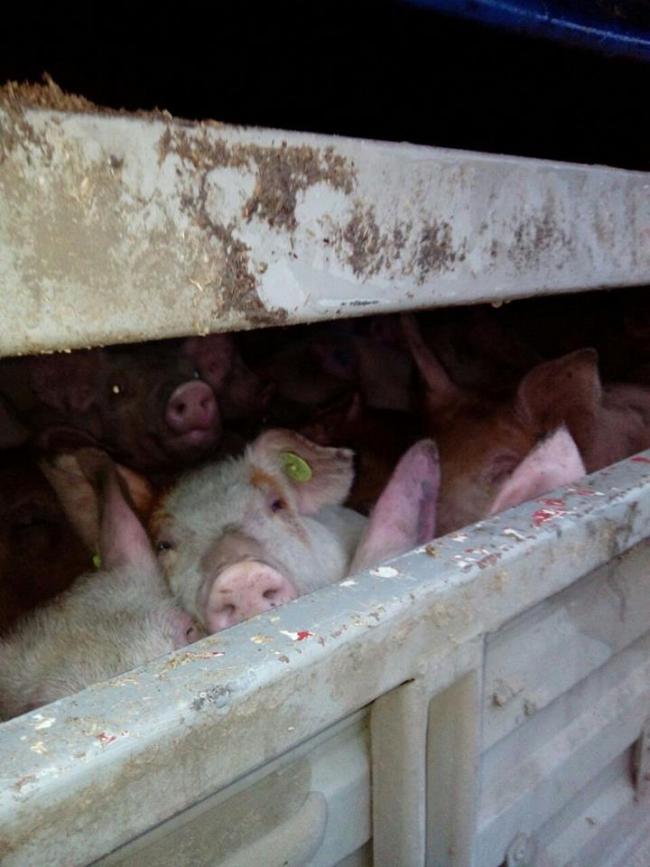 На Донеччині намагались "непомітно" провезти в окупацію близько сотні свиней (ФОТО) - фото 2