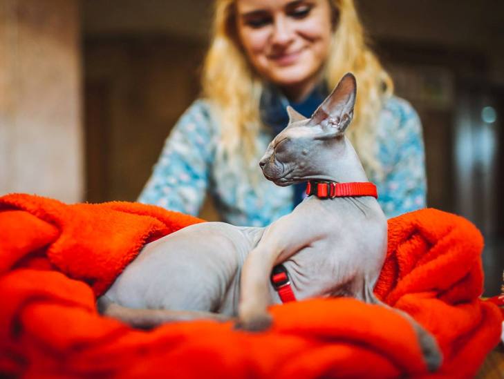 Як в Ужгороді "Корова" на котячому конкурсі краси перемогла - фото 1