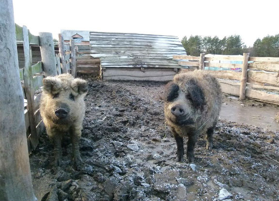 В селі під Києвом живуть кучеряві свині  - фото 2